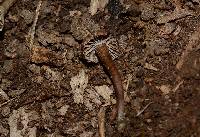 Image of Hodophilus peckianus