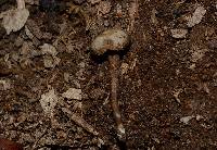 Hodophilus peckianus image