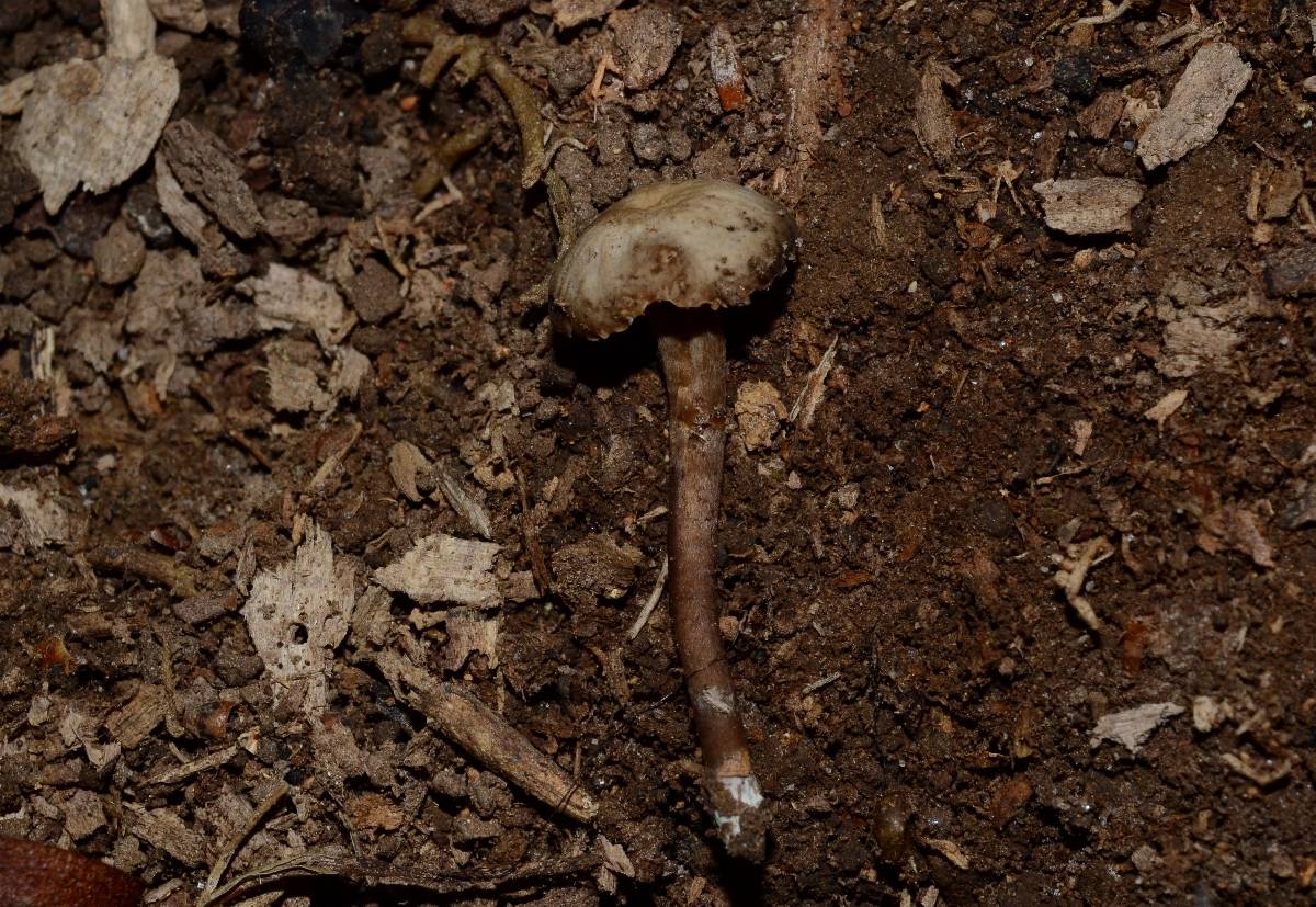 Hodophilus peckianus image