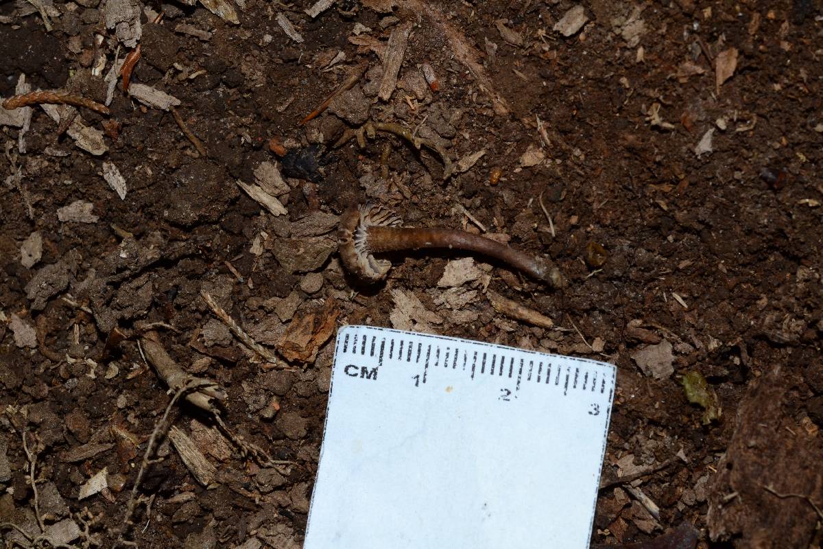 Hodophilus peckianus image