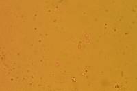 Hodophilus peckianus image