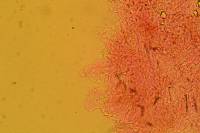 Hodophilus peckianus image