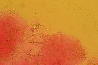 Hodophilus peckianus image