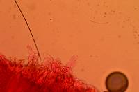 Hodophilus peckianus image