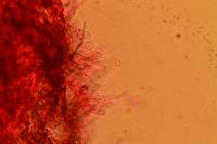 Hodophilus peckianus image