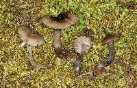 Lyophyllum subnigricans image