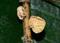 Marasmiellus paspali image