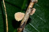 Marasmiellus paspali image