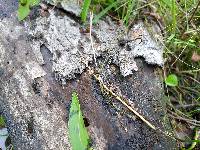 Marasmiellus paspali image