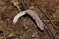Purpureocillium atypicola image