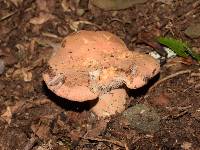 Gloeocantharellus purpurascens image