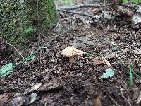 Gloeocantharellus purpurascens image