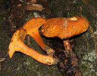 Boletus aurantiosplendens image