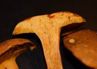 Boletus aurantiosplendens image