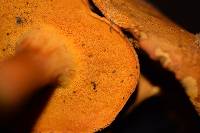 Boletus aurantiosplendens image