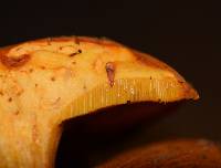 Boletus aurantiosplendens image