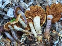 Gymnopilus dilepis image