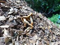 Gymnopilus dilepis image