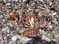 Gymnopilus dilepis image
