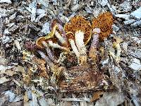 Gymnopilus dilepis image
