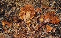 Gymnopilus dilepis image