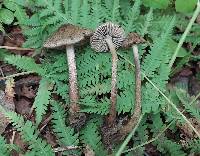 Entoloma nodosporum image