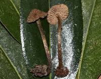 Entoloma nodosporum image