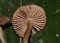 Entoloma nodosporum image