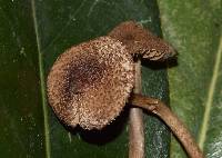 Entoloma nodosporum image