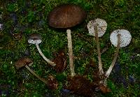 Mycopan scabripes image