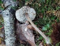 Mycopan scabripes image