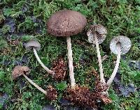 Mycopan scabripes image