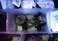 Mycopan scabripes image