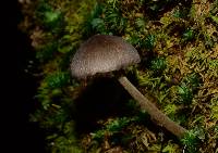Mycopan scabripes image