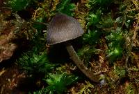 Mycopan scabripes image