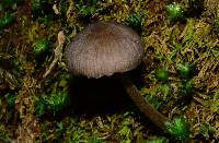 Mycopan scabripes image