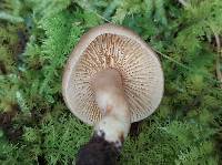 Lactarius lignyotellus image