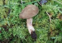 Lactarius lignyotellus image
