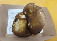 Russula serissima image