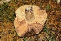 Russula serissima image