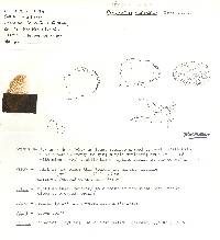 Crepidotus malachius image