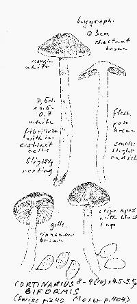 Cortinarius albosericeus image