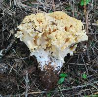 Ramaria magnipes image