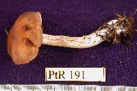 Cortinarius vitellinus image