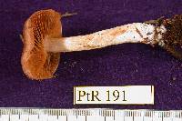 Cortinarius vitellinus image