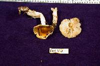 Hygrocybe brunnea image