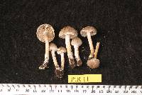 Inocybe pelargonium image