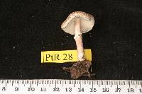 Lepiota pseudohelveola image