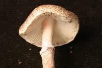 Lepiota pseudohelveola image