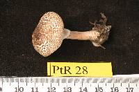 Lepiota pseudohelveola image